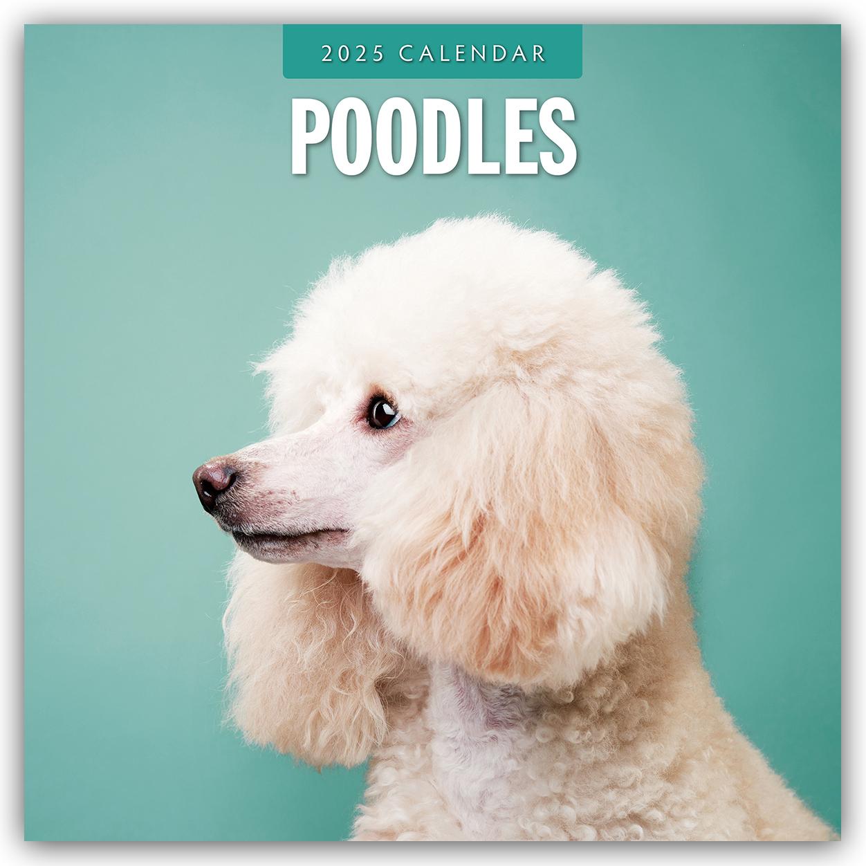 Poodles - Pudel 2025 - 16-Monatskalender