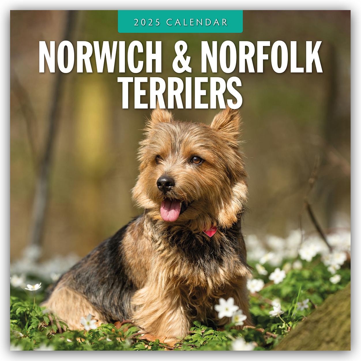 Norwich Terrier und Norfolk Terrier 2025 - 16-Monatskalender