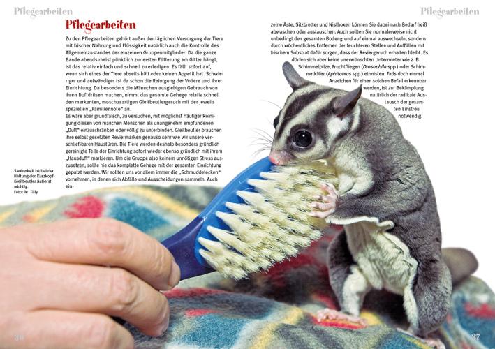 Der Sugar Glider