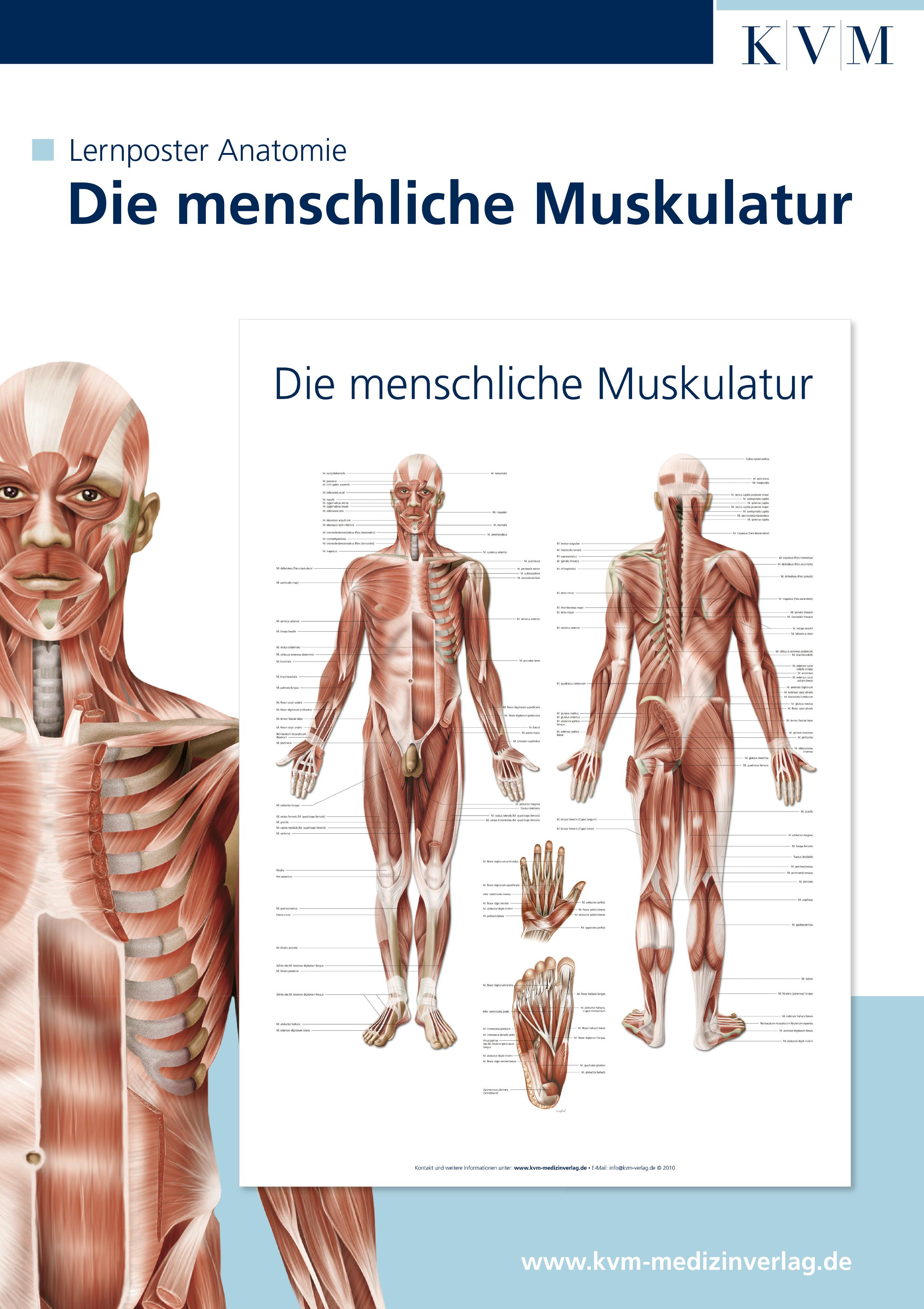 Anatomie Lernposter. Die menschliche Muskulatur