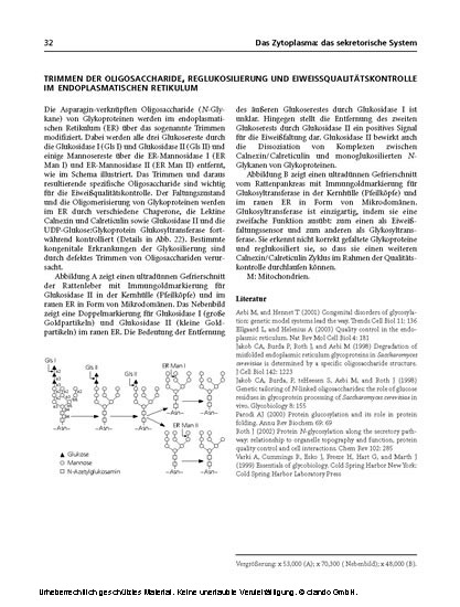 Funktionelle Ultrastruktur