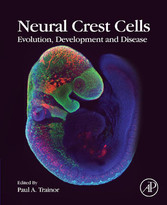 Neural Crest Cells