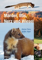 Marder, Iltis, Nerz und Wiesel