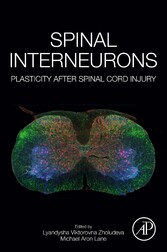 Spinal Interneurons